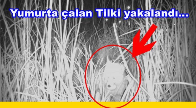 TİLKİ KAZ YUMURTASI ÇALARKEN YAKALANDI..