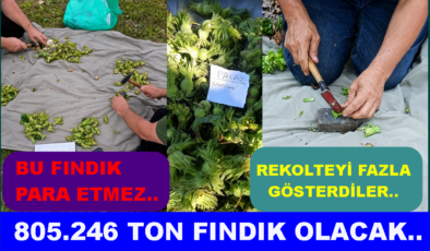 YENİ SEZON FINDIK REKOLTESİ AÇIKLANDI..