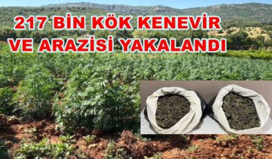 99 YASA DIŞI KENEVİR EKİM ALANI YAKALANDI..
