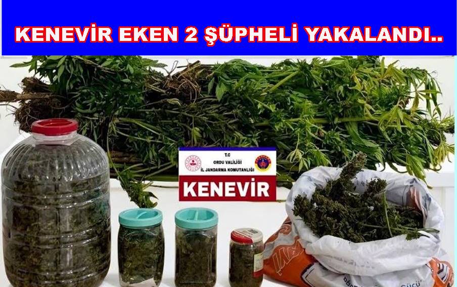 AKKUŞ’TA KAÇAK KENEVİR VE ESRAR YAKALANDI..